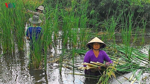 Nông dân Cà Mau kiếm cả trăm triệu mỗi năm nhờ cây bồn bồn - Ảnh 1.