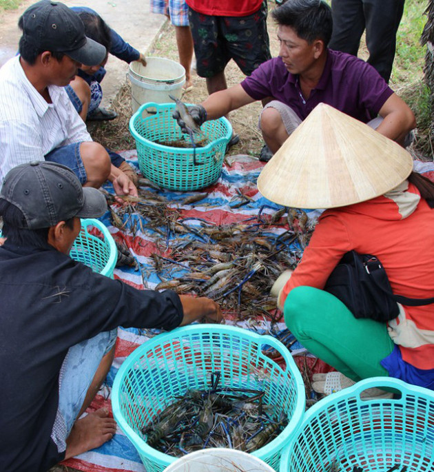 Nông dân Cà Mau trúng đậm tôm càng xanh trái vụ - Ảnh 2.