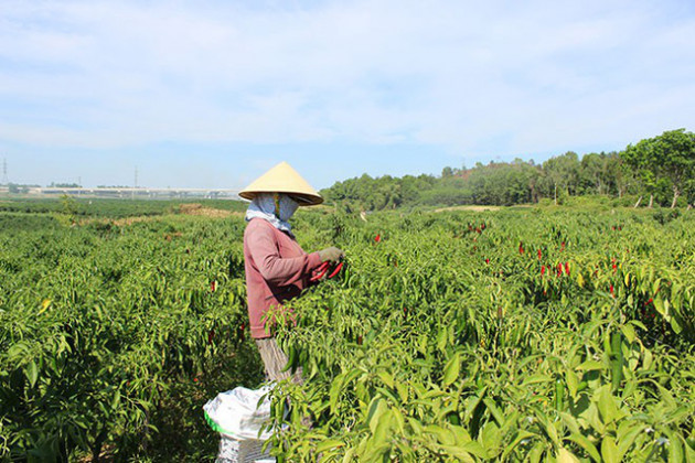 Nông dân cay đắng vì giá ớt quá rẻ