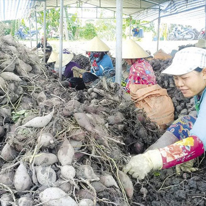 Nông dân chán nản "ủ" khoai, chờ... thương lái