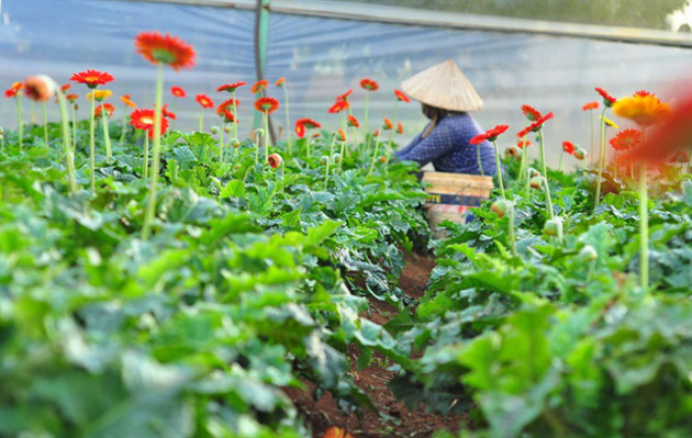 Nông dân Đà Lạt thu hàng trăm triệu từ vườn hoa đồng tiền