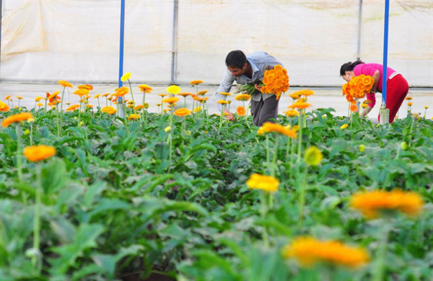 Nông dân Đà Lạt thu hàng trăm triệu từ vườn hoa đồng tiền - Ảnh 10.