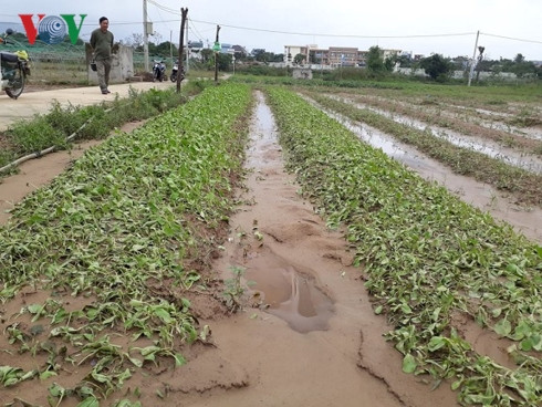 Nông dân Đà Nẵng trắng tay vụ rau Tết - Ảnh 2.