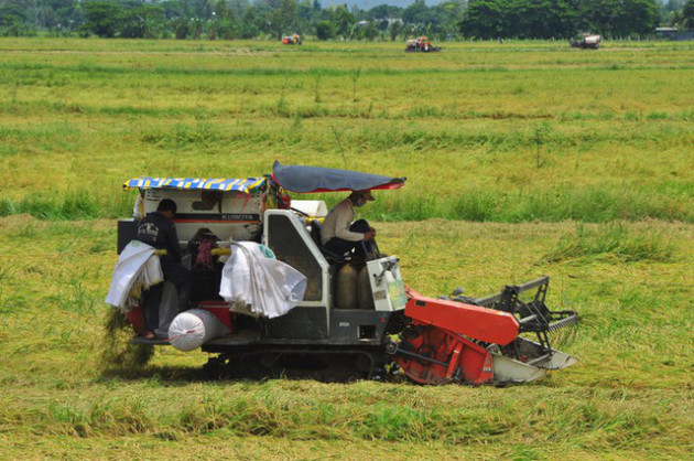 Nông dân 'héo ruột' vì lúa ngã rạp do mưa giông