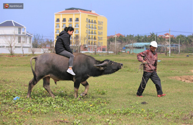 Nông dân Hội An thu đô la nhờ xịt nước hoa, bôi phấn cho… trâu để làm du lịch - Ảnh 10.