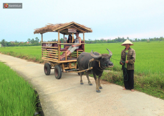 Nông dân Hội An thu đô la nhờ xịt nước hoa, bôi phấn cho… trâu để làm du lịch - Ảnh 12.