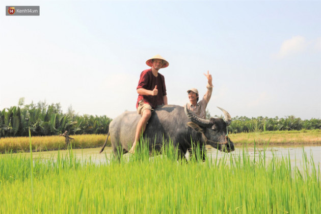 Nông dân Hội An thu đô la nhờ xịt nước hoa, bôi phấn cho… trâu để làm du lịch - Ảnh 13.