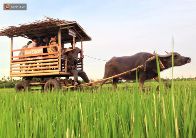 Nông dân Hội An thu đô la nhờ xịt nước hoa, bôi phấn cho… trâu để làm du lịch - Ảnh 15.