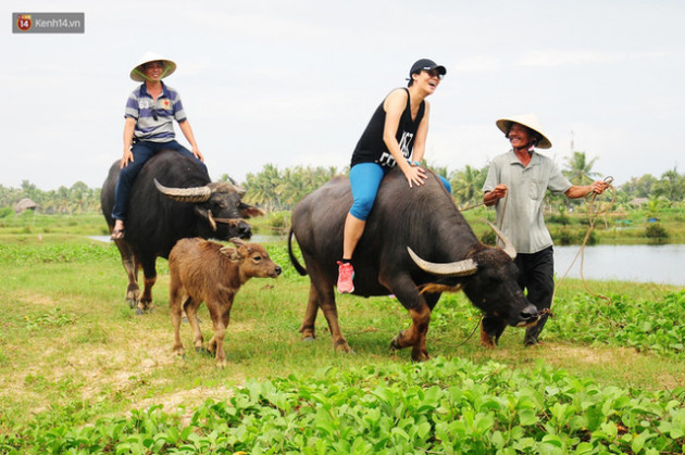 Nông dân Hội An thu đô la nhờ xịt nước hoa, bôi phấn cho… trâu để làm du lịch - Ảnh 2.