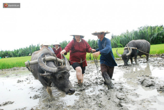 Nông dân Hội An thu đô la nhờ xịt nước hoa, bôi phấn cho… trâu để làm du lịch - Ảnh 4.