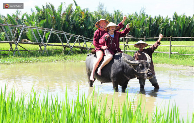 Nông dân Hội An thu đô la nhờ xịt nước hoa, bôi phấn cho… trâu để làm du lịch - Ảnh 6.