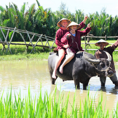 Nông dân Hội An thu đô la nhờ xịt nước hoa, bôi phấn cho… trâu để làm du lịch