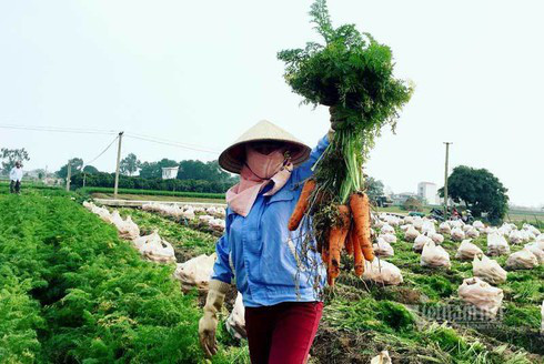 Nông dân kể chuyện chia nhau 100 tỷ trên cánh đồng rực đỏ