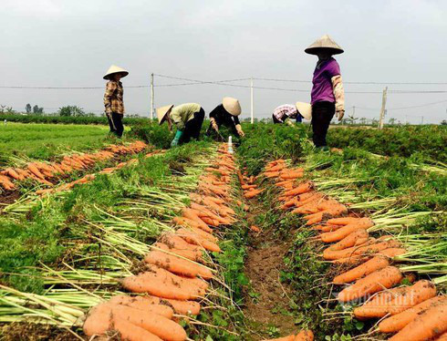 Nông dân kể chuyện chia nhau 100 tỷ trên cánh đồng rực đỏ - Ảnh 2.