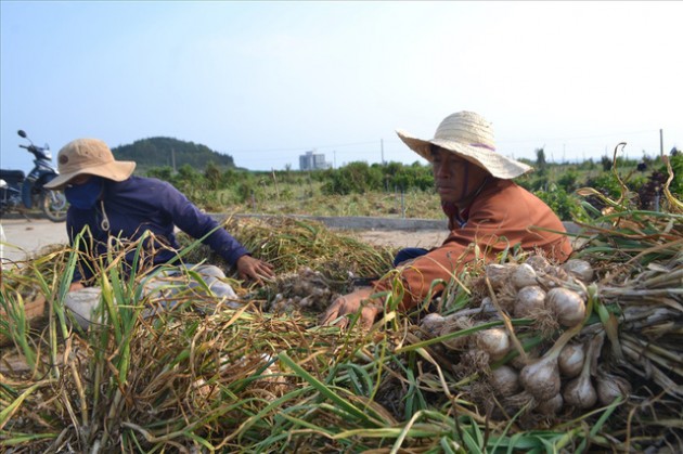 Nông dân Lý Sơn bội thu tỏi - Ảnh 7.