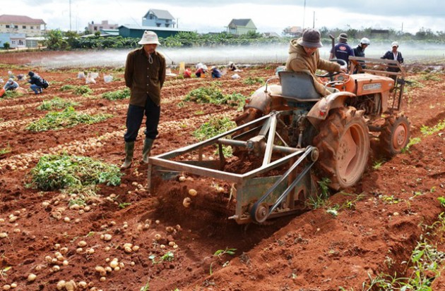 Nông dân “méo mặt” vì nông sản rớt giá