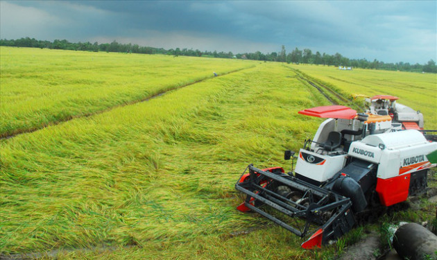 Nông dân miền Tây khóc ròng vì… giá lúa tăng - Ảnh 1.