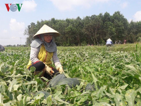 Nông dân Quảng Ngãi lại khóc ròng vì dưa hấu rớt giá, ế ẩm - Ảnh 1.