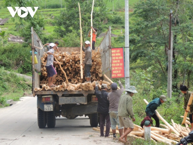 Nông dân Quảng Ngãi ồ ạt bán keo non vì được giá