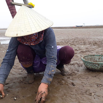 Nông dân Thanh Hóa buốt lòng nhìn ngao chết trắng bãi biển