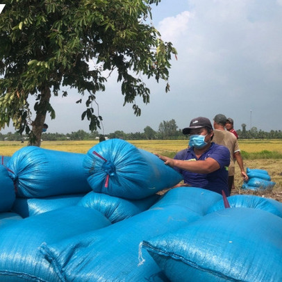 Nông dân thu hoạch lúa Đông xuân đến đâu, thương lái thu mua đến đó