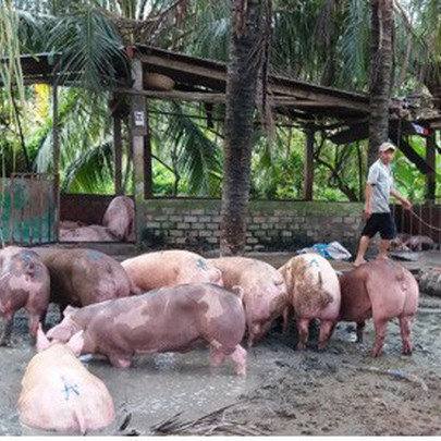 Nông dân Tiền Giang bán chạy lợn để “né” dịch tả Châu Phi