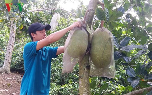 Nông dân Tiền Giang trúng đậm mùa mít Thái siêu sớm - Ảnh 1.