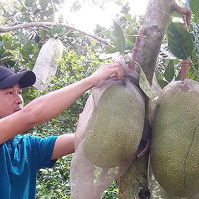 Nông dân Tiền Giang trúng đậm mùa mít Thái siêu sớm