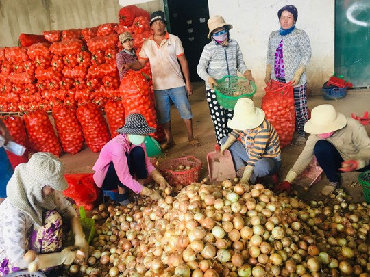 Nông dân tỉnh Lâm Đồng kỳ vọng vào mùa Tết