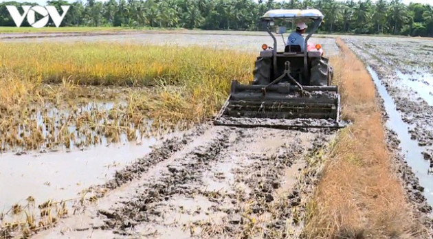 Nông dân Trà Vinh “hụt” thu vì lỡ nhận đặt cọc trước vụ lúa Hè thu