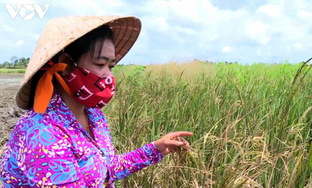 Nông dân Trà Vinh “hụt” thu vì lỡ nhận đặt cọc trước vụ lúa Hè thu - Ảnh 2.