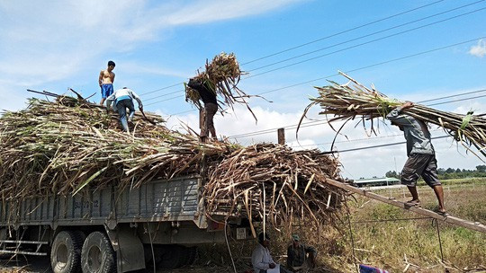 Nông dân trồng mía lỗ nặng