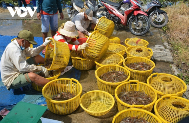 Nông dân U Minh được vụ mùa tôm càng xanh