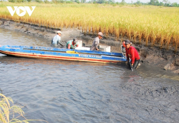 Nông dân U Minh được vụ mùa tôm càng xanh - Ảnh 2.