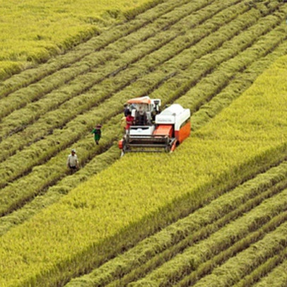 Nông nghiệp luôn là 'trụ đỡ bảo hiểm' về mặt xã hội