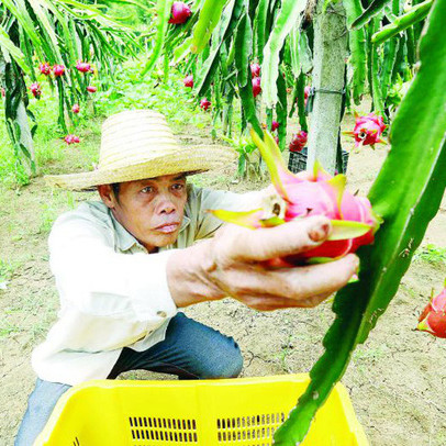 Nông sản quý của Việt Nam bị "đổ cho bò ăn": Campuchia lại đầu tư cực mạnh vì Trung Quốc