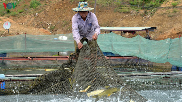 Nuôi cá lồng trên lòng hồ thủy điện Sơn La cho thu nhập tiền tỷ - Ảnh 1.