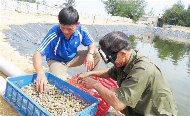 Nuôi ốc hương thu tiền tỷ trên xứ gió Lào, cát trắng - Ảnh 6.