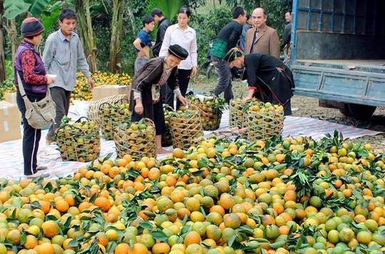 Ồ ạt tăng diện tích, cam sành rớt giá liên miên - Ảnh 1.