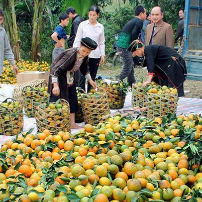 Ồ ạt tăng diện tích, cam sành rớt giá liên miên