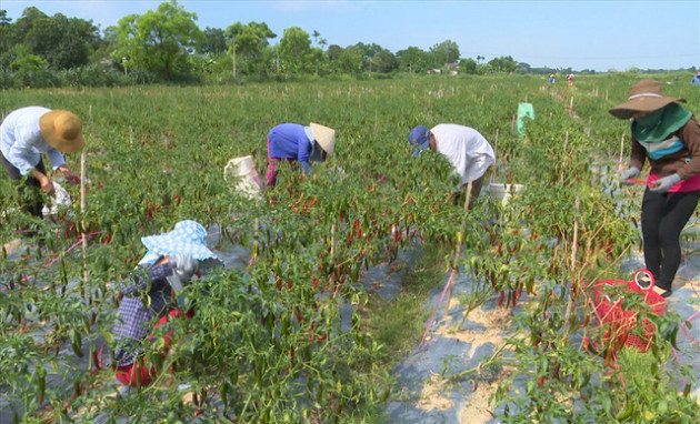 Ớt không được thu mua như cam kết, địa phương đứng ra “giải cứu” - Ảnh 1.