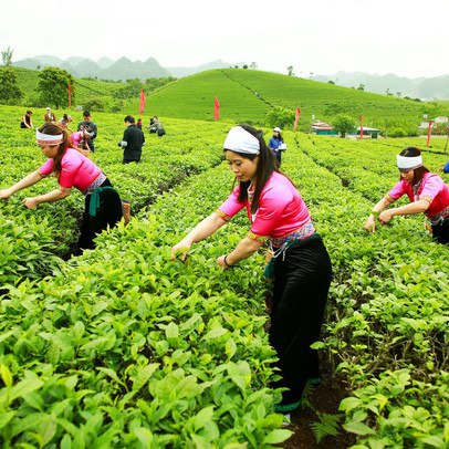 Phó TGĐ GTNfoods: Vinatea đã tái cấu trúc thành công và thiết lập thị trường xuất khẩu mạnh