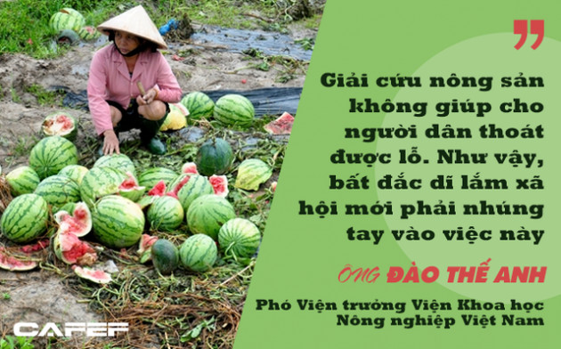 Phó Viện trưởng Viện Khoa học Nông nghiệp Việt Nam: Người thành thị không nên tham gia giải cứu nông sản! - Ảnh 1.