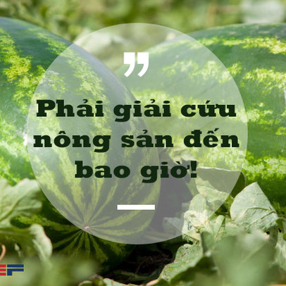 Phó Viện trưởng Viện Khoa học Nông nghiệp Việt Nam: Người thành thị không nên tham gia "giải cứu" nông sản!