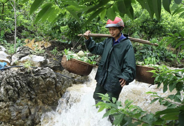 [Photo] Lạng Sơn được mùa na, sản lượng ước đạt hơn 30.000 tấn - Ảnh 2.