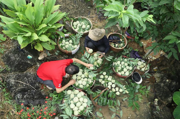 [Photo] Lạng Sơn được mùa na, sản lượng ước đạt hơn 30.000 tấn - Ảnh 6.