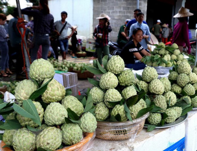 [Photo] Lạng Sơn được mùa na, sản lượng ước đạt hơn 30.000 tấn - Ảnh 8.