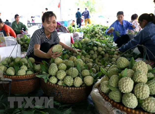 [Photo] Lạng Sơn được mùa na, sản lượng ước đạt hơn 30.000 tấn - Ảnh 9.