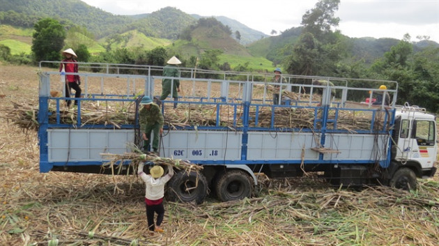 Phú Yên: Nông dân chịu thiệt vì nhà máy rào giá thu mua mía vùng nguyên liệu - Ảnh 1.