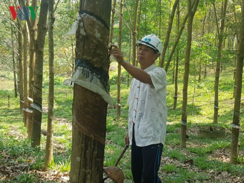 Quảng Nam: “Vàng trắng” rớt giá, nông dân điêu đứng - Ảnh 2.